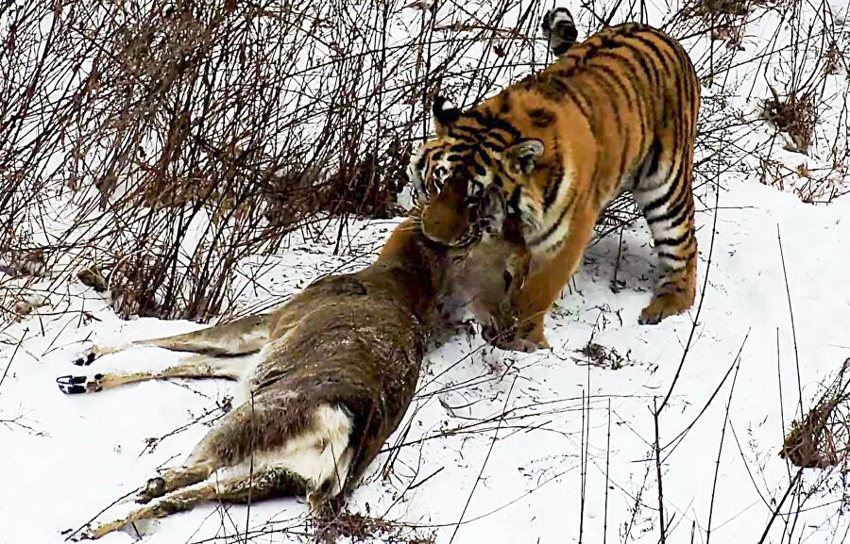 Амурский тигр: Гигантам стало тесно. Тигры всё чаще дерутся, воруют скот, ведут себя агрессивно