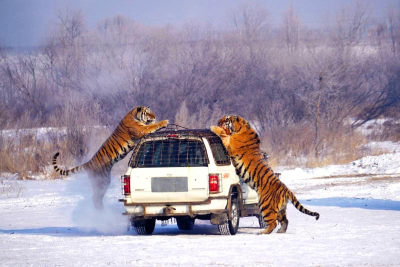 Амурский тигр: Гигантам стало тесно. Тигры всё чаще дерутся, воруют скот, ведут себя агрессивно
