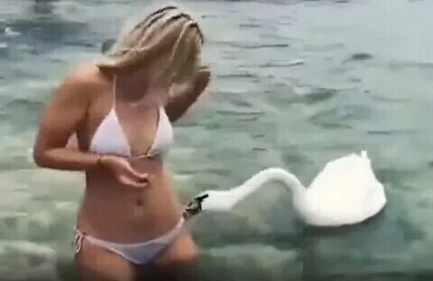 Наглый лебедь попытался раздеть девушку в бикини, которая решила его покормить