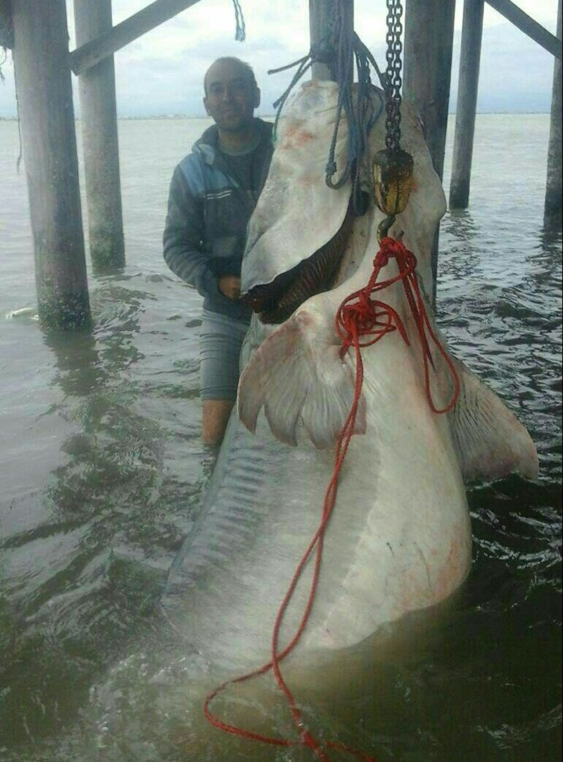 Белуга: Гигантов больше не существует