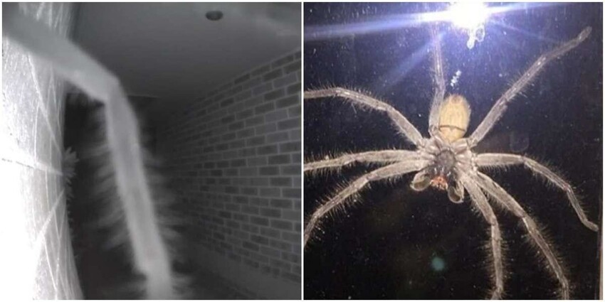 В два часа ночи парню в дверь позвонил самый большой паук в мире