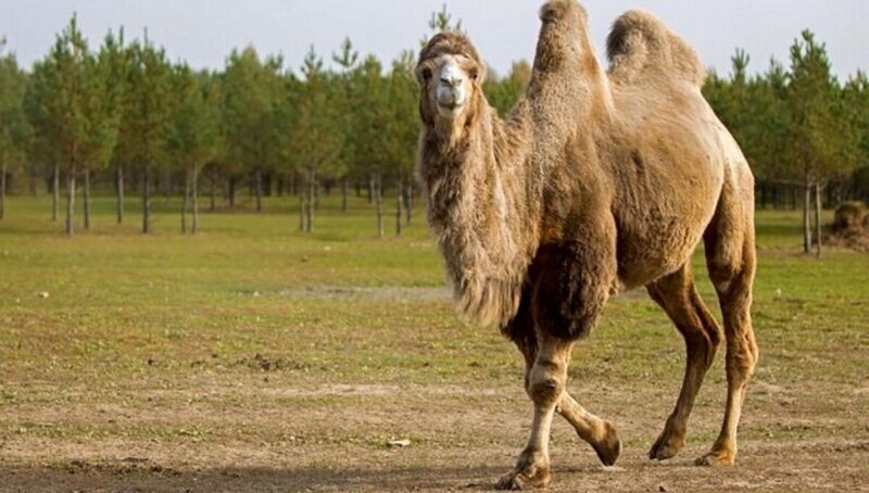 Стадо верблюдов терроризирует жителей сёл Астраханской области