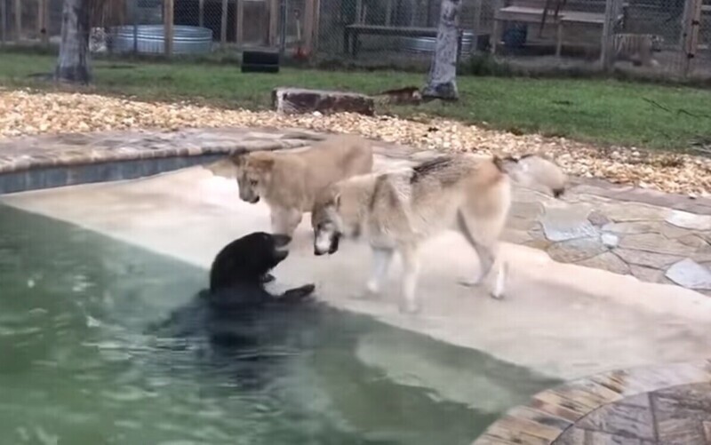Забавная возня медвежонка, львёнка и волчонка возле бассейна