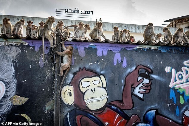 В тайском городе царит обезьяний террор