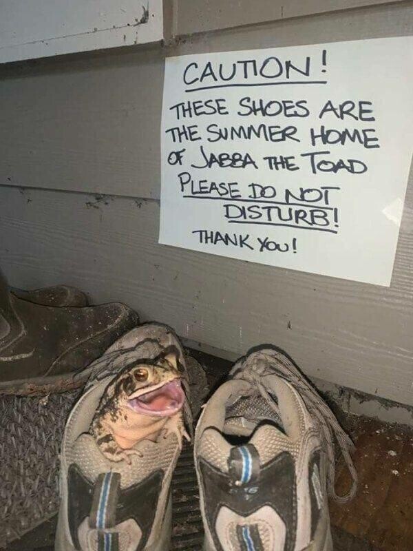 "Осторожно! Эти ботинки служат летним домом для жабы Джабба. Пожалуйста, не беспокойте! Спасибо!"