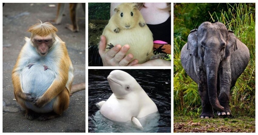 25 фото на случай, если вы не знали как мило выглядят беременные животные