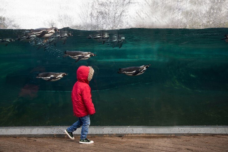 Мальчик и пингвины. (Фото Robert Everett/BIAZA 2020 Photography Competition):