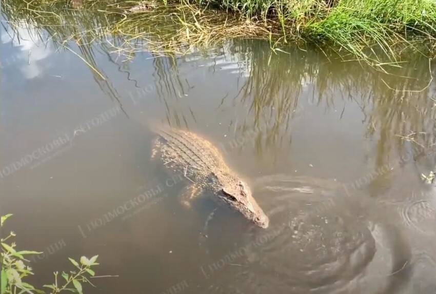 В подмосковной речке выловили живого крокодила