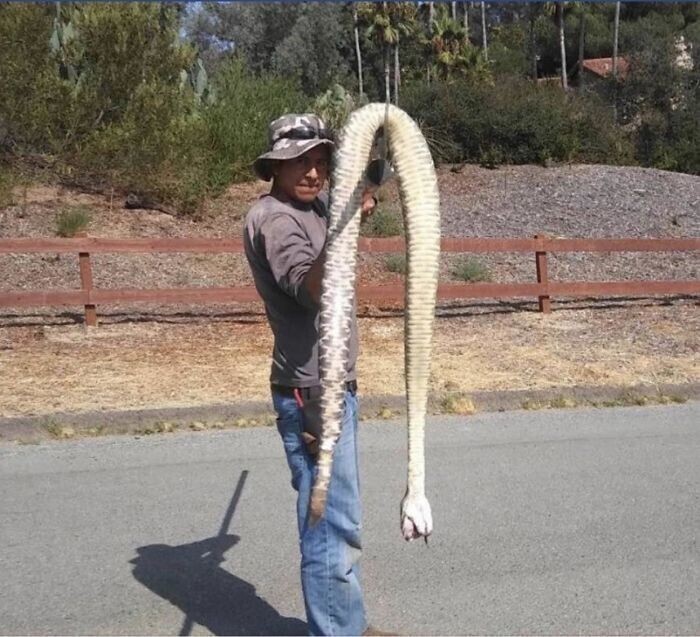2,5-метровая гремучая змея