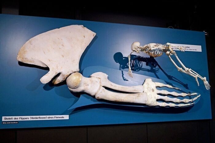 Плавник кита в сравнении с человеческим скелетом
