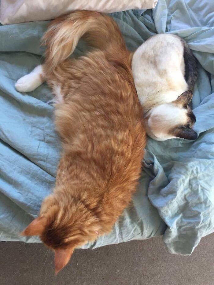 Мейн-кун и сиамская кошка