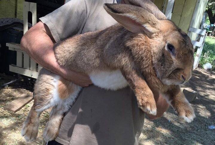 Кролик крупной породы фландр