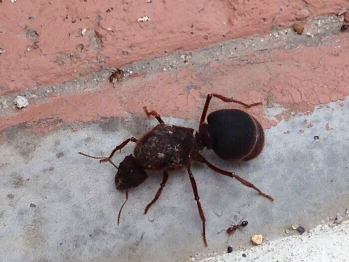 Огромный муравей по сравнению с обычным