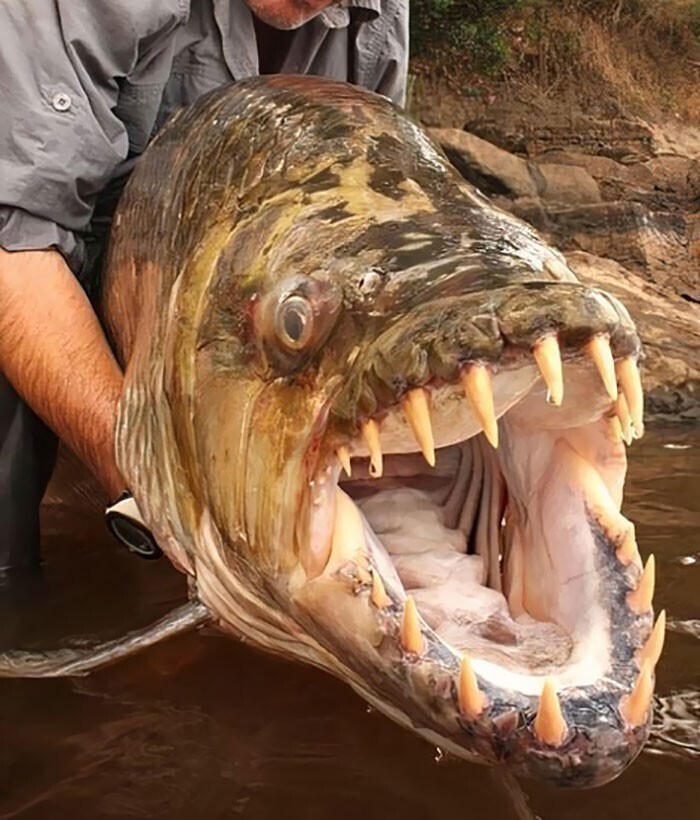 Большая тигровая рыба в реке Конго
