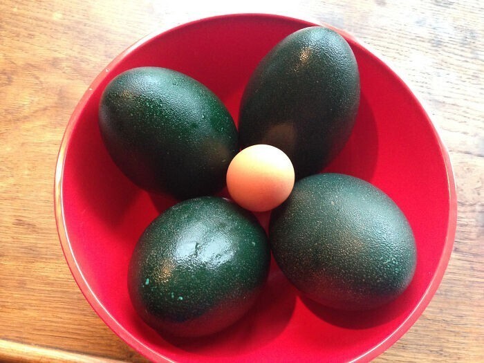 Яйца эму в сравнении с куриным яйцом