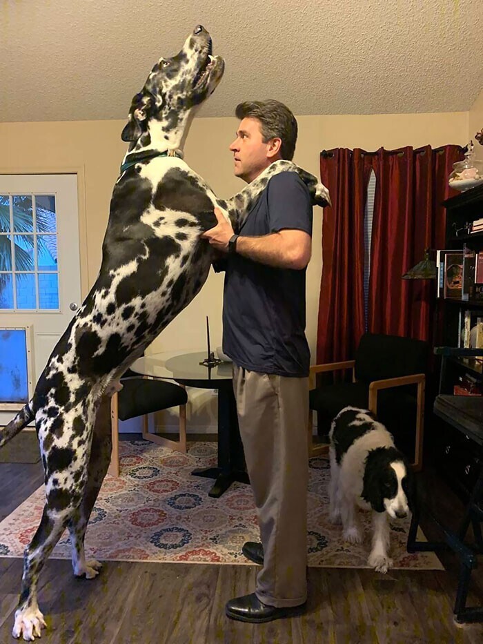 Мой папа и наш пес (рост моего папы - 188 см)
