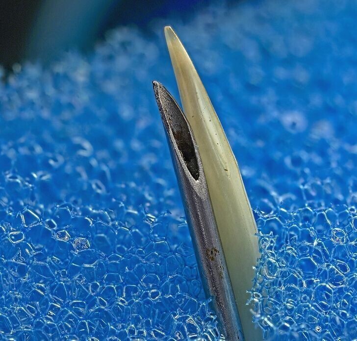 Игла шприца и ядовитый зуб змеи, вид под микроскопом