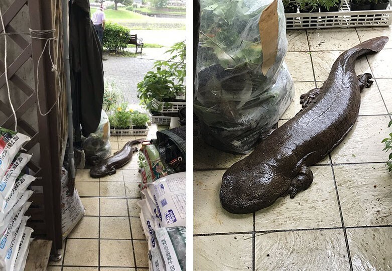 Гигантская саламандра реально не маленьких размеров наведалась в гости после наводнения
