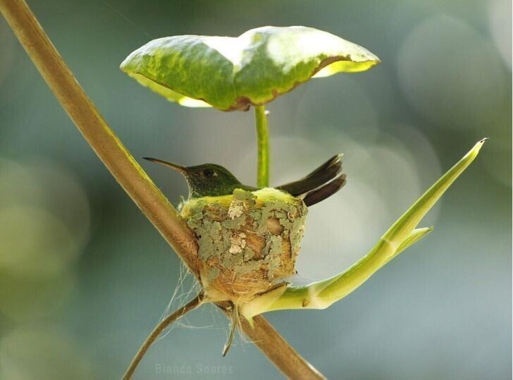 Листик укрывает гнездо колибри от непогоды