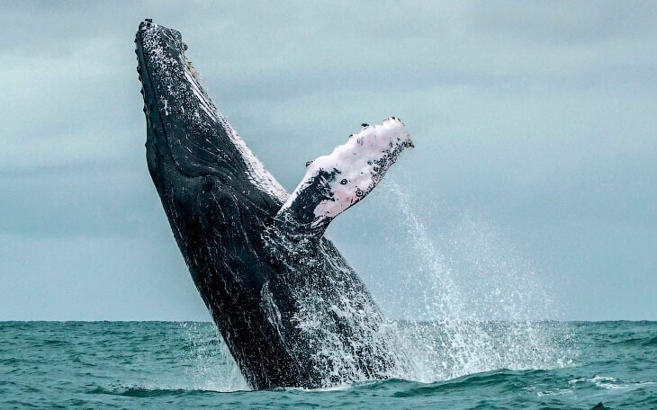 Горбатый кит. (Фото Miguel Medina):