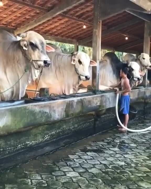Коровы в Индонезии 