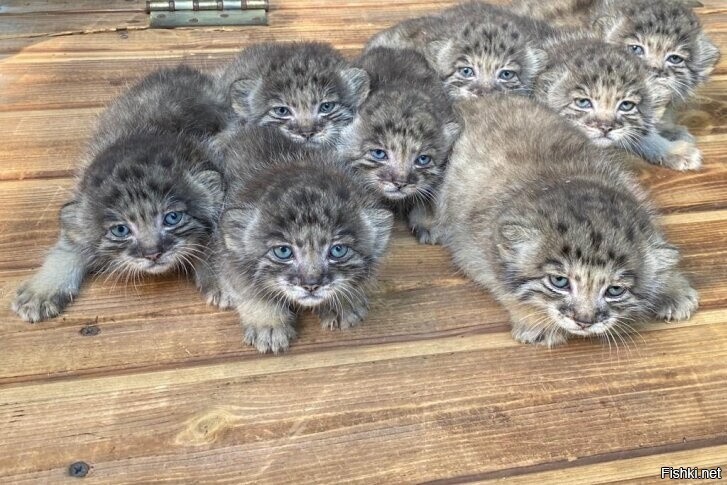 У трёх кошек манулов в Новосибирском зоопарке родились 16 детёнышей