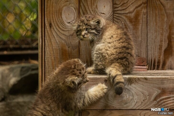 У трёх кошек манулов в Новосибирском зоопарке родились 16 детёнышей