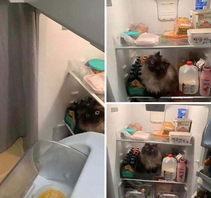 "Каждый раз, когда я чищу холодильник и освобождаю место, он думает, что это для него"