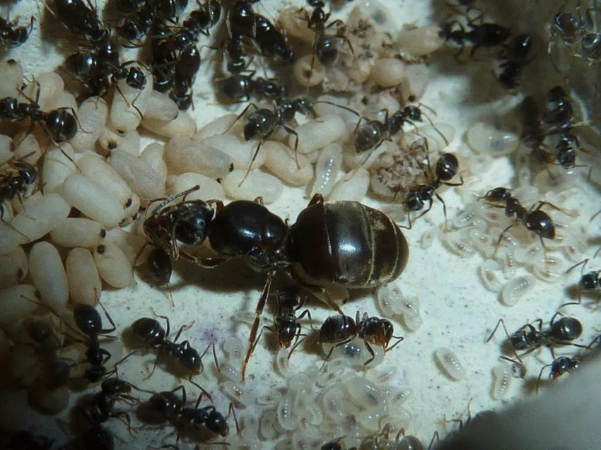 Что это за странные крылатые муравьи появляются в конце июля-начале августа?