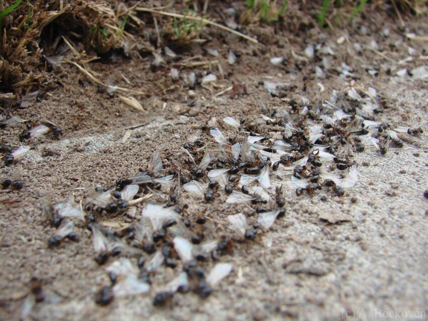 Что это за странные крылатые муравьи появляются в конце июля-начале августа?
