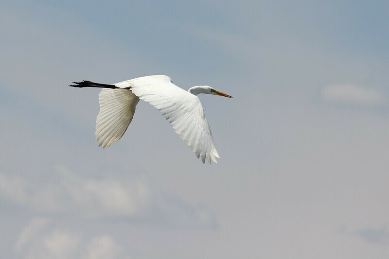 Птицы волгоградского "Белого моря"