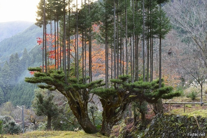 Уникальная техника выращивания деревьев, созданная в Японской провинции Китая...