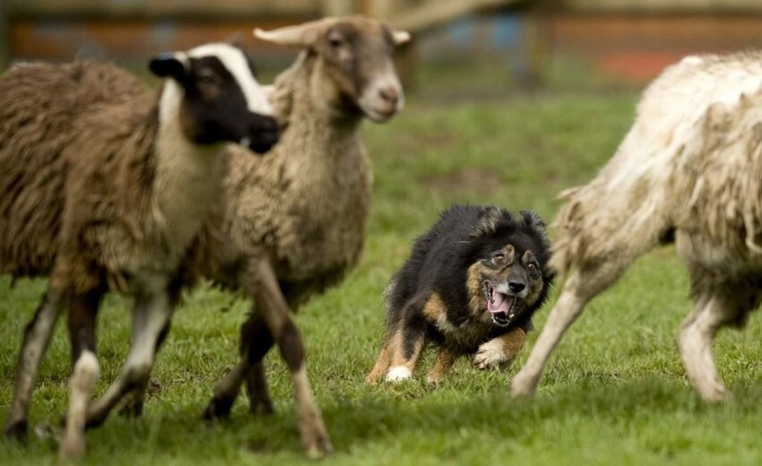 10 забавных и невероятных видео о работе собак-пастухов