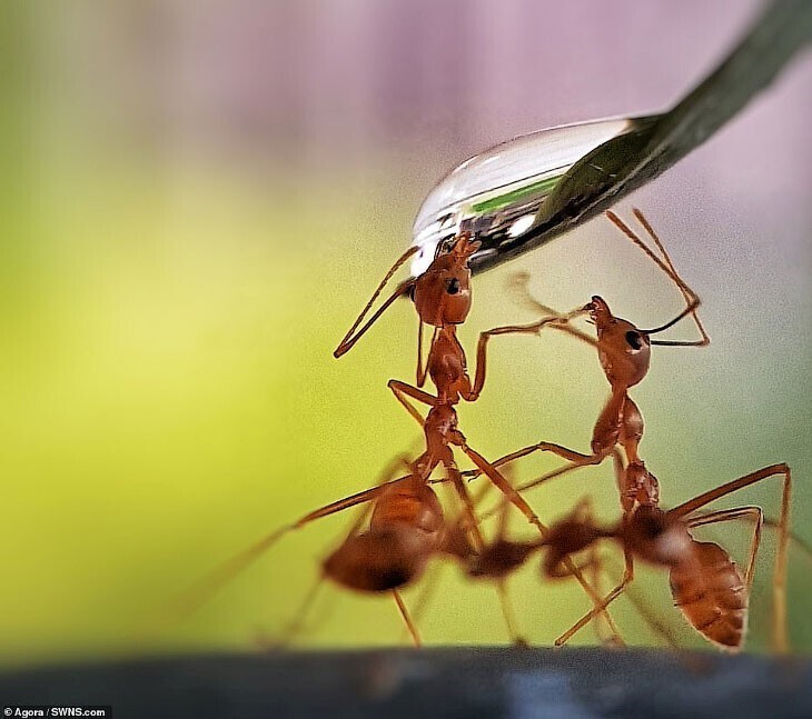 Два муравья захотели пить: