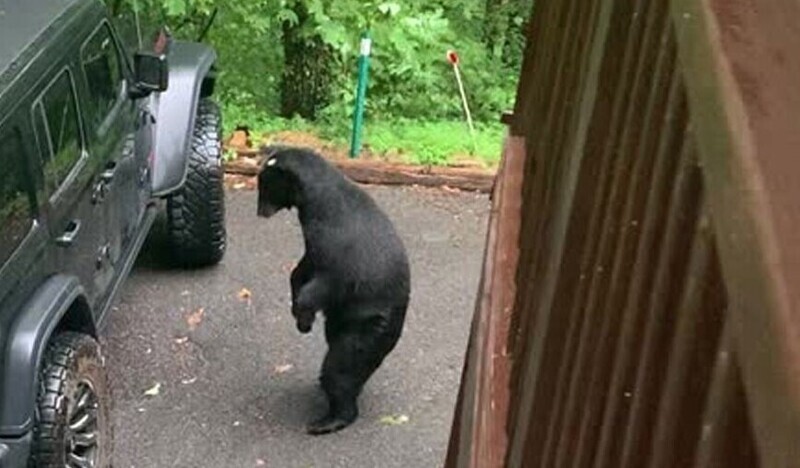 Мужчина отругал медведя, решившего залезть в его машину