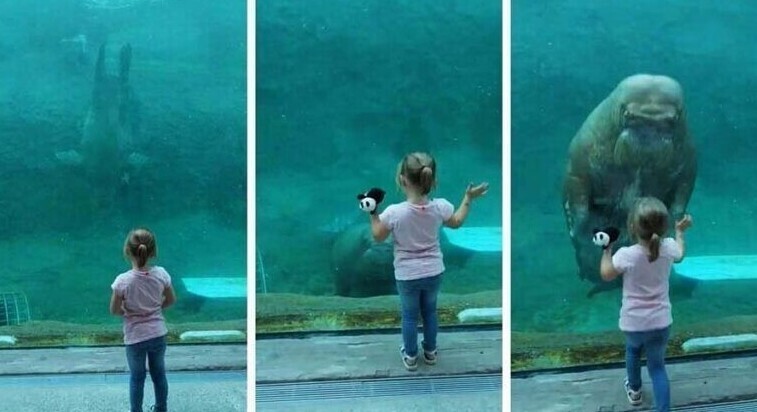 Морж поцеловал девочку через аквариумное стекло