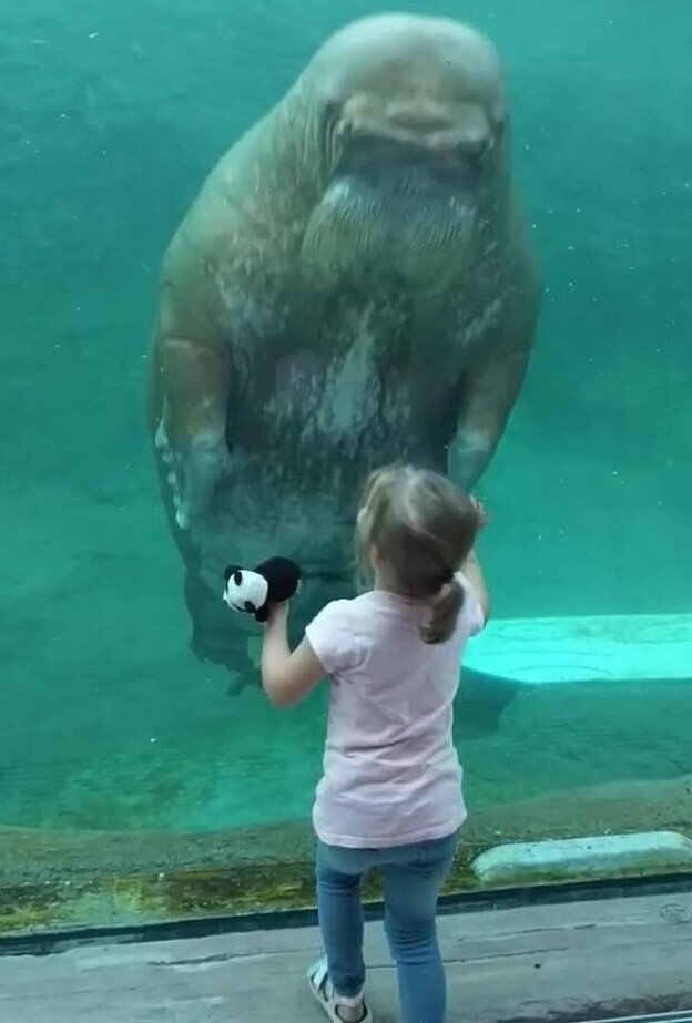 Морж поцеловал девочку через аквариумное стекло