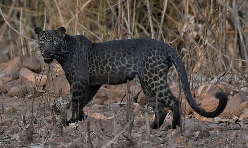 В индийском заповеднике в объектив камеры попал редкий черный леопард