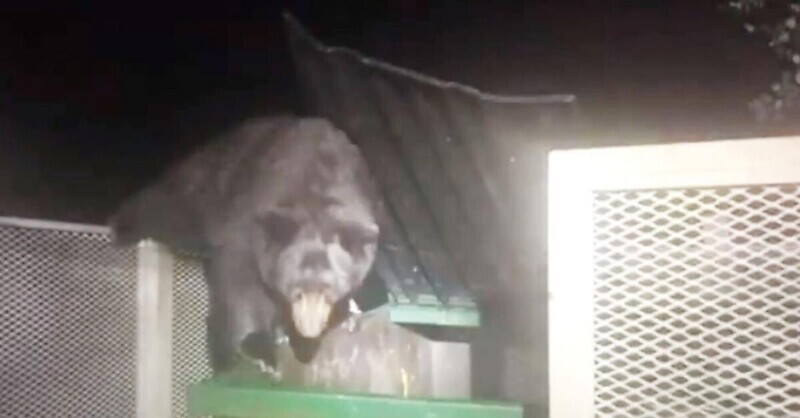 Спасатели достали трех медвежат из мусорного контейнера