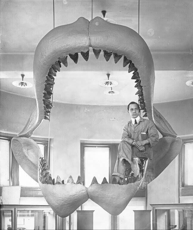 Челюсти акулы Мегалодон. США, 1929 г.