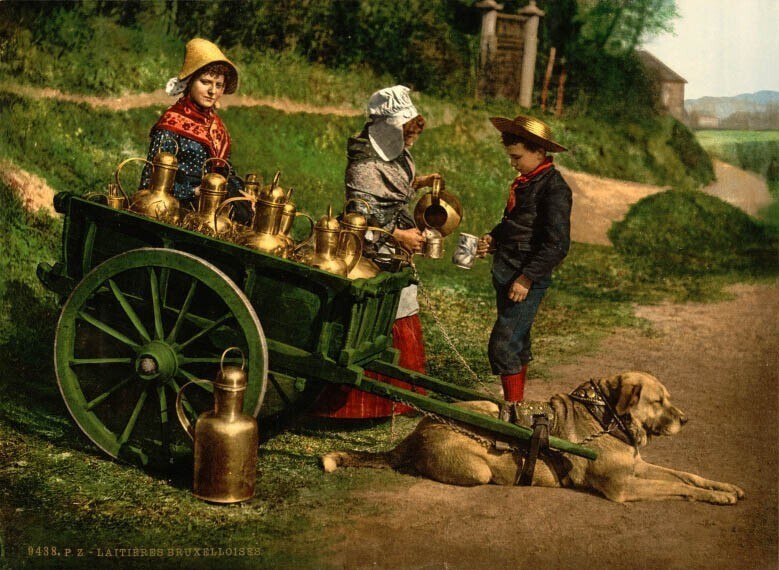 Торговля молоком в Бельгии. Фотохром, 1890-1900 г.