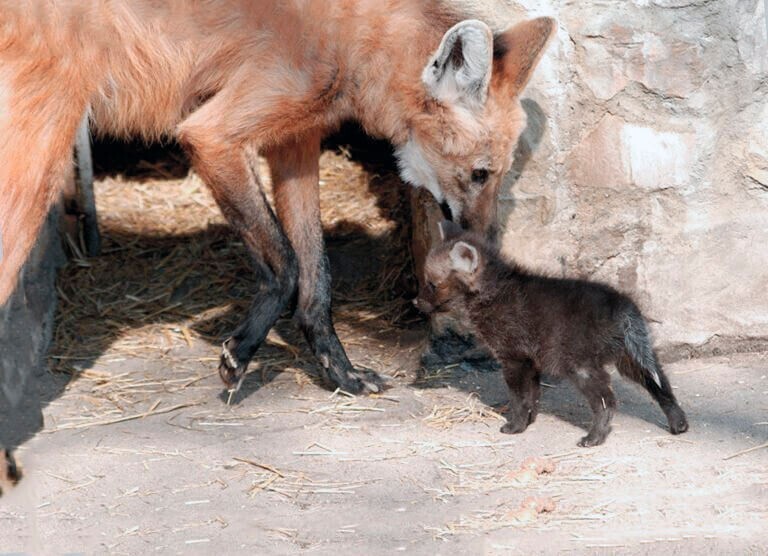 Сразу после рождения щенки гривистых волков не отличаются повышенной длиннолапостью