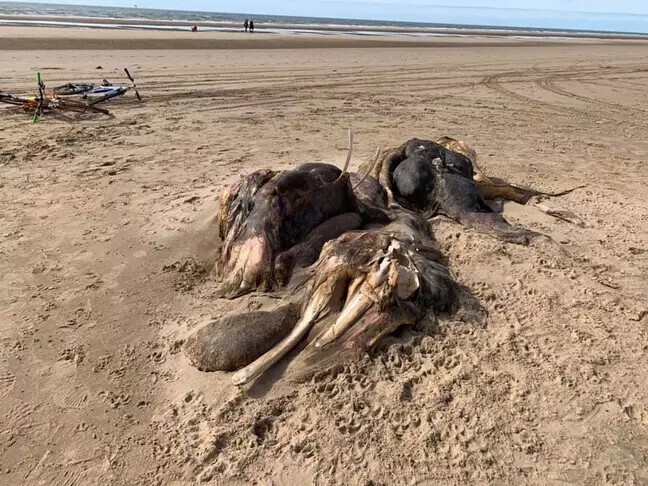 На британском пляже обнаружили тушу неопознанного существа с мехом и ластами