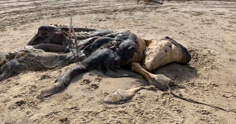 На британском пляже обнаружили тушу неопознанного существа с мехом и ластами
