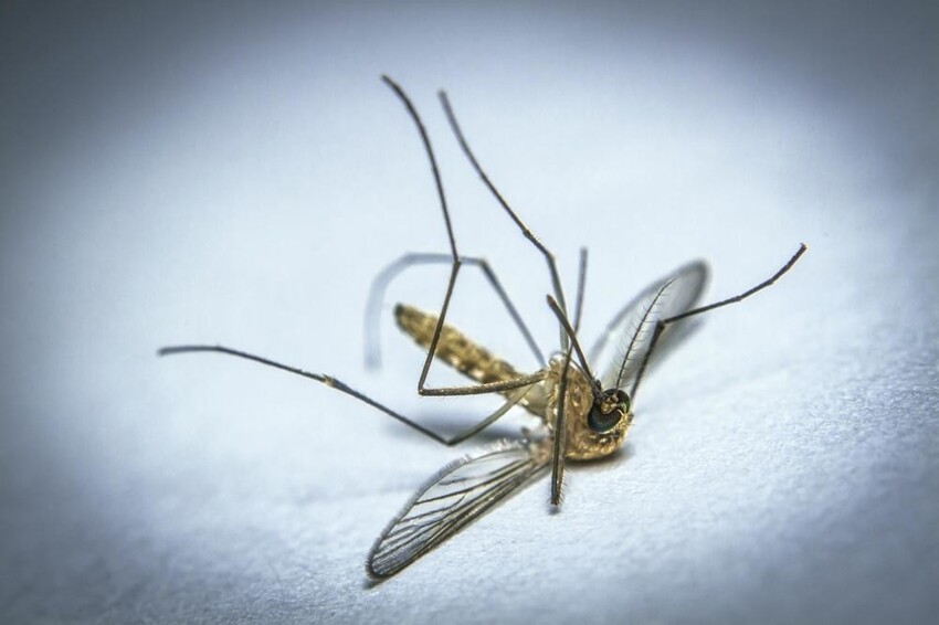 Комариная гибель в природе