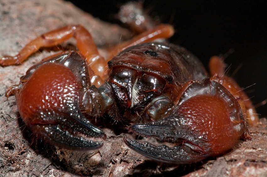 Красноклешневый скорпион: Его клешни страшнее любого яда