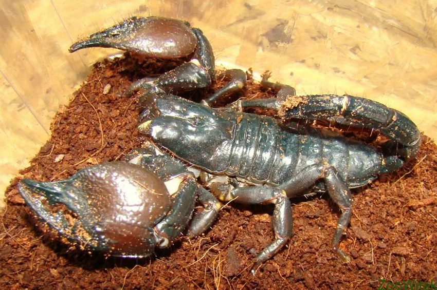 Красноклешневый скорпион: Его клешни страшнее любого яда