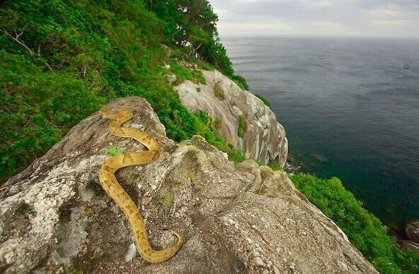 Змеиный остров