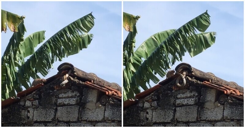 Крыса вступила в схватку со змеей на крыше