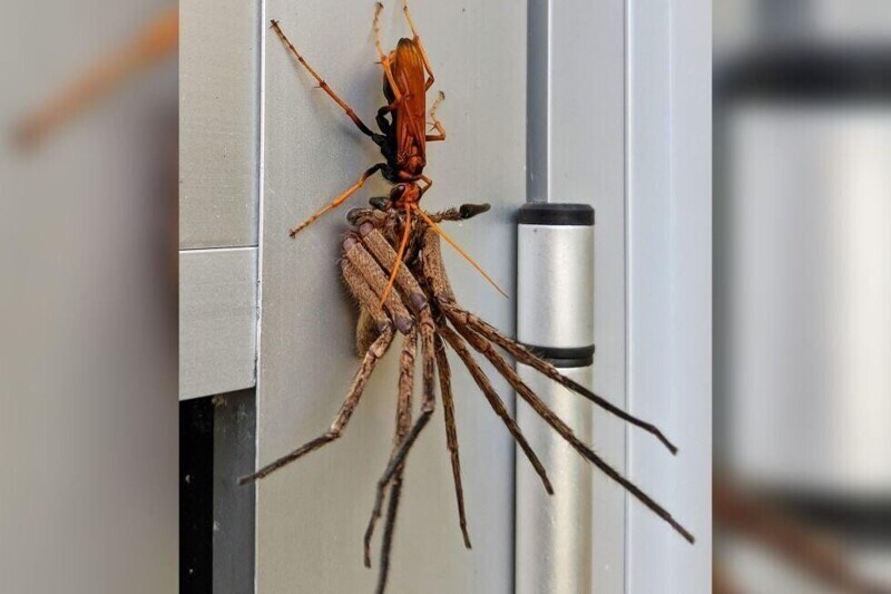 Не ходите, дети, в Австралию гулять: схватка осы и гигантского крабового паука